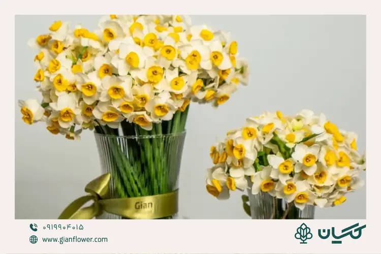 نماد گل نرگس چیست و نویدبخش چه چیزهایی است