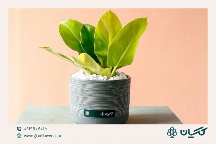 گلدان آپارتمانی؛ هدیه‌ای ماندگار برای اتاق یا میز مطالعه