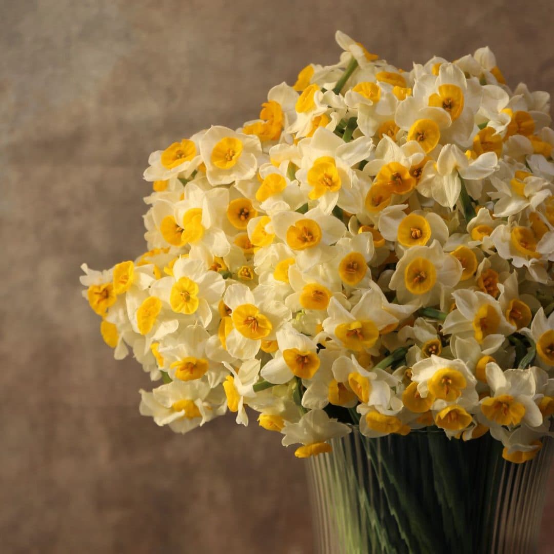 گلدان شیشه ای نرگس ۷۵ شاخه — تصویر 2