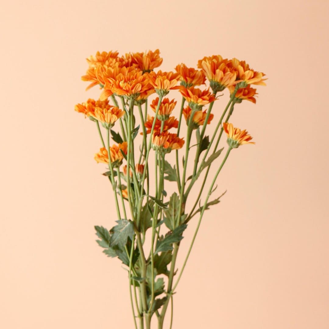 دسته گل داوودی نارنجی