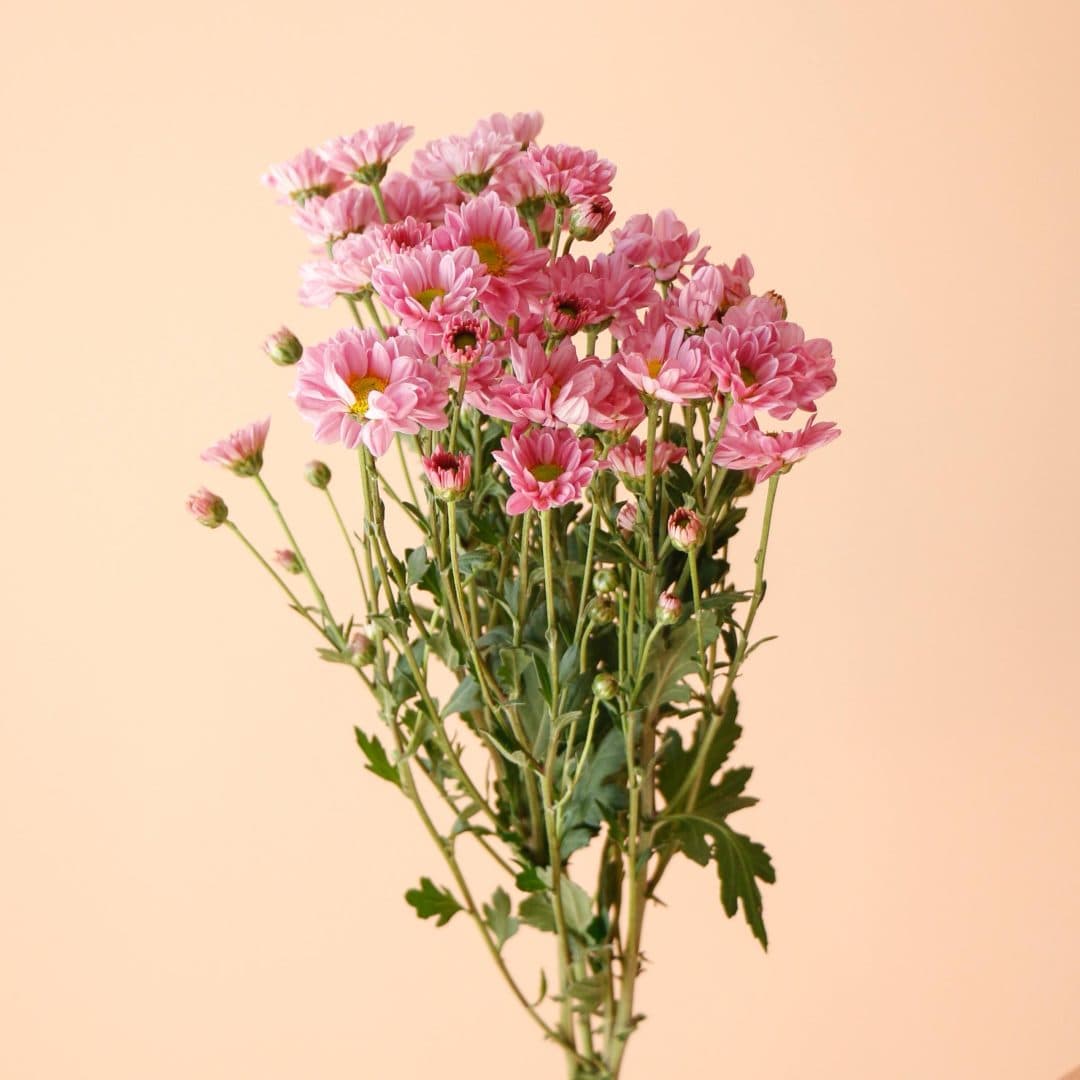 دسته گل داوودی مینیاتوری یاسی