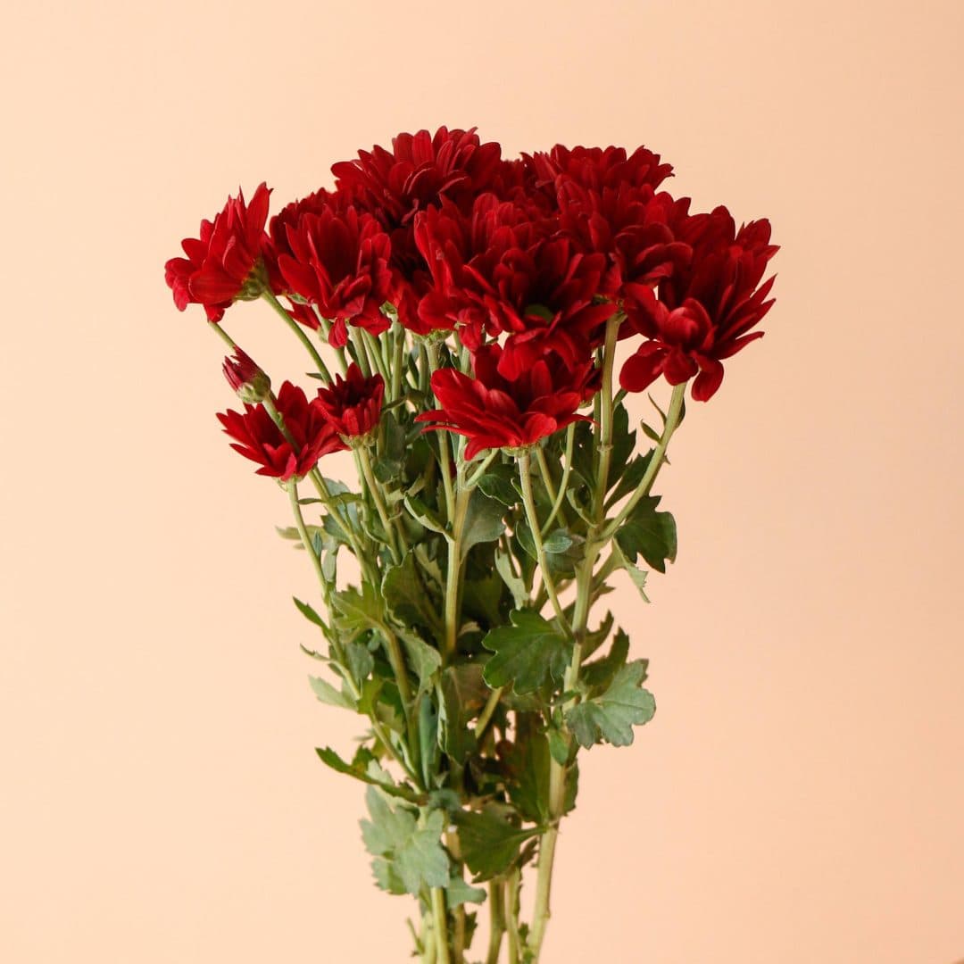 دسته گل داوودی قرمز