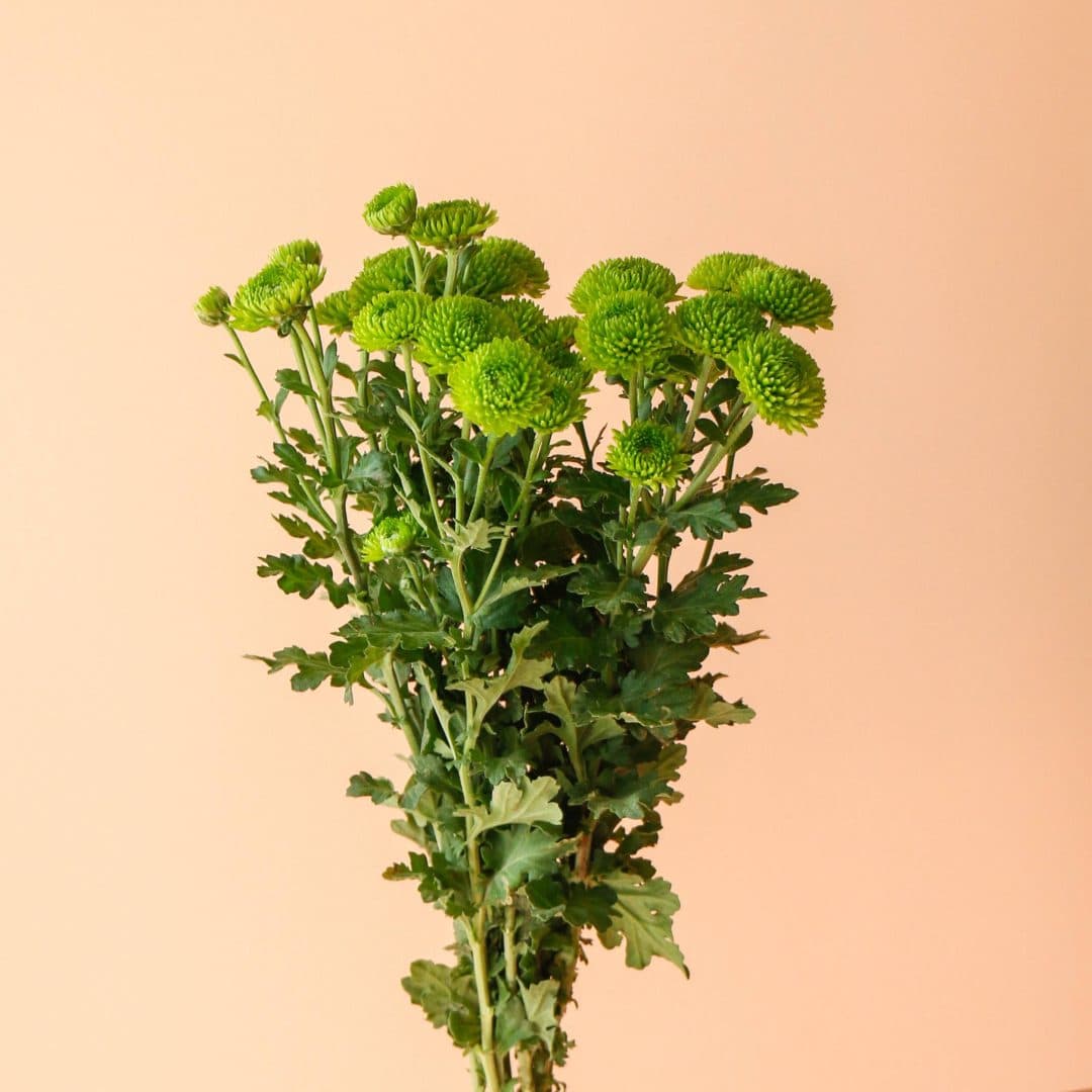 دسته گل داوودی سبز