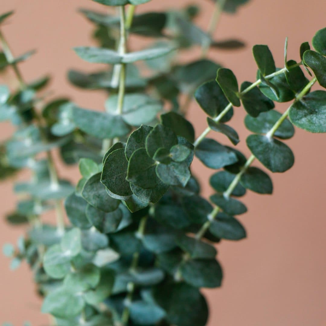 دسته گل طبیعی برگ اکالیپتوس — تصویر 3