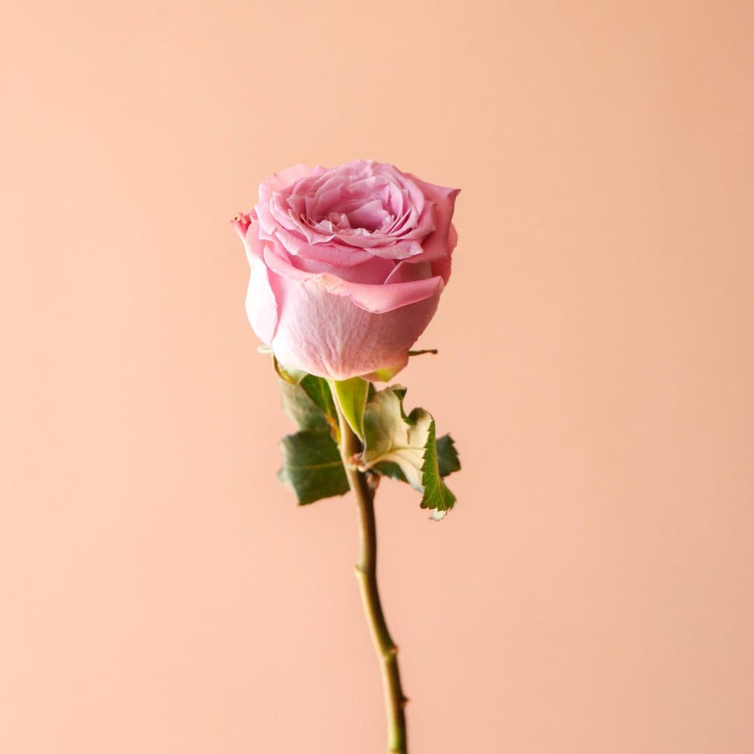 شاخه گل رز هلندی بنفش مارتین