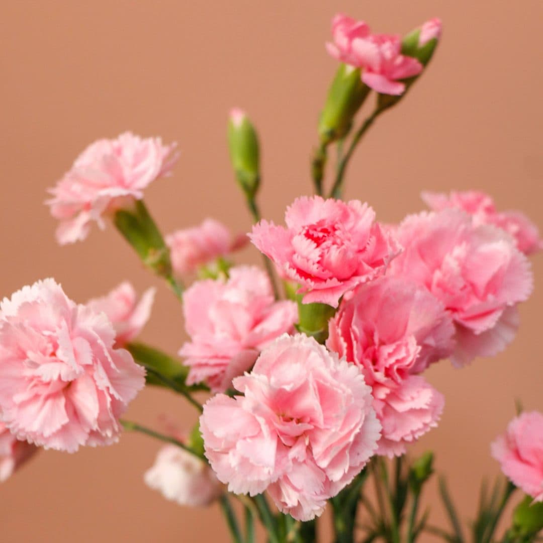 دسته گل میخک مینیاتوری صورتی — تصویر 2