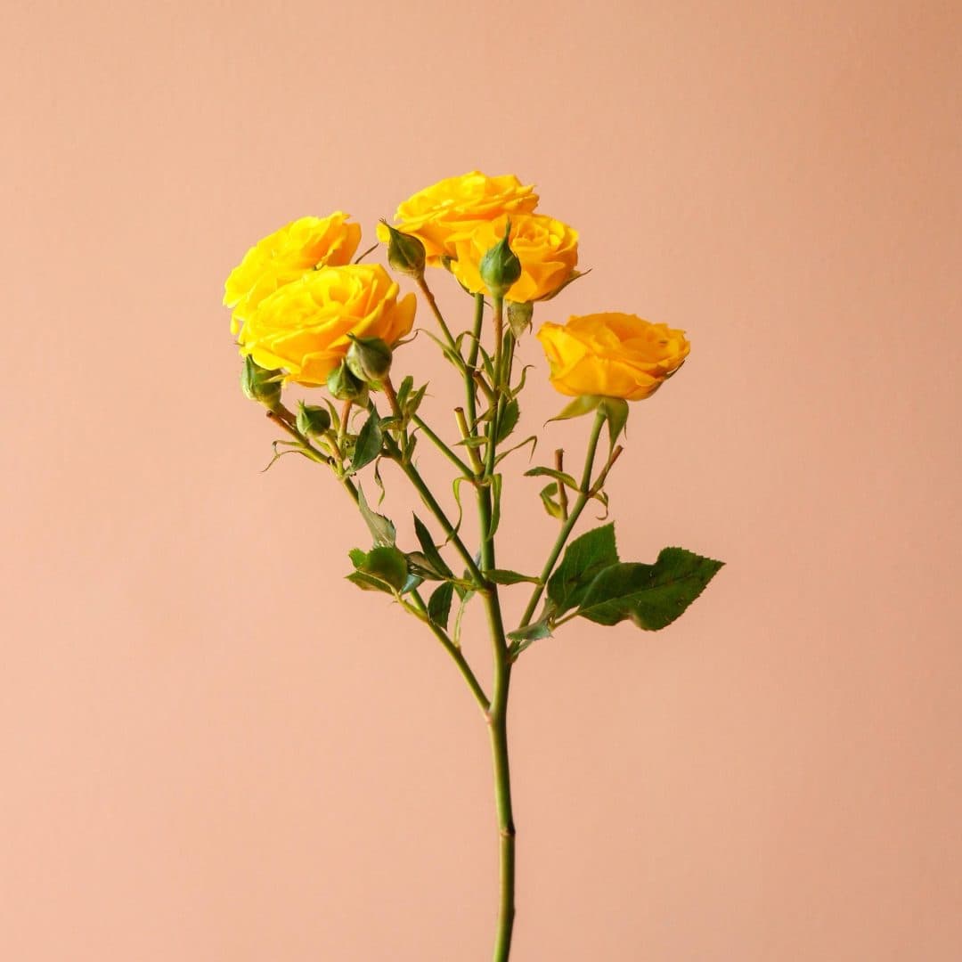 شاخه گل رز مینیاتوری زرد