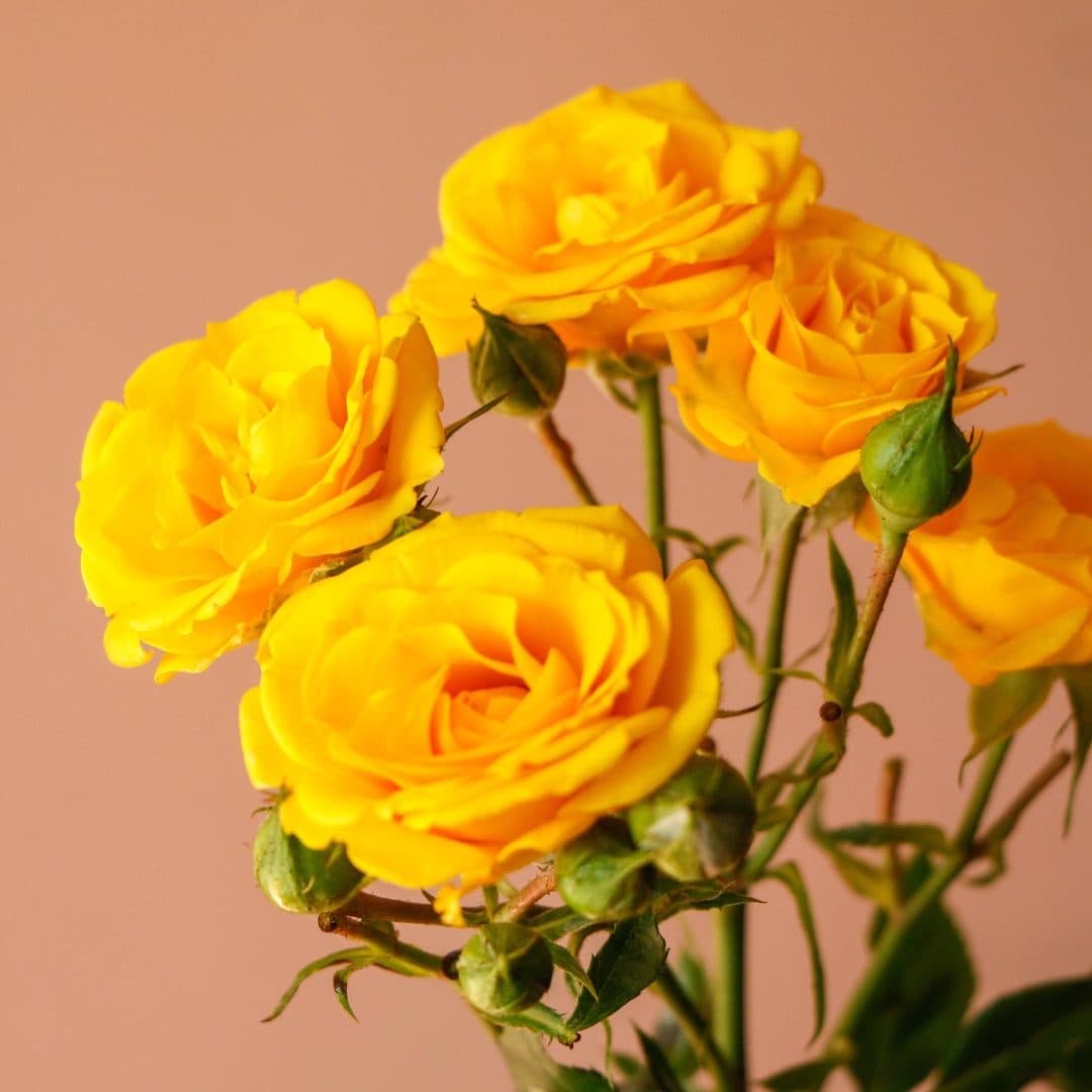 شاخه گل رز مینیاتوری زرد — تصویر 2