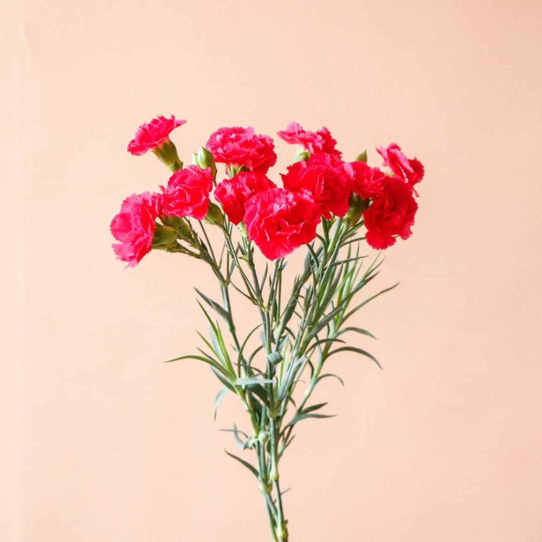 دسته گل میخک مینیاتوری سرخابی