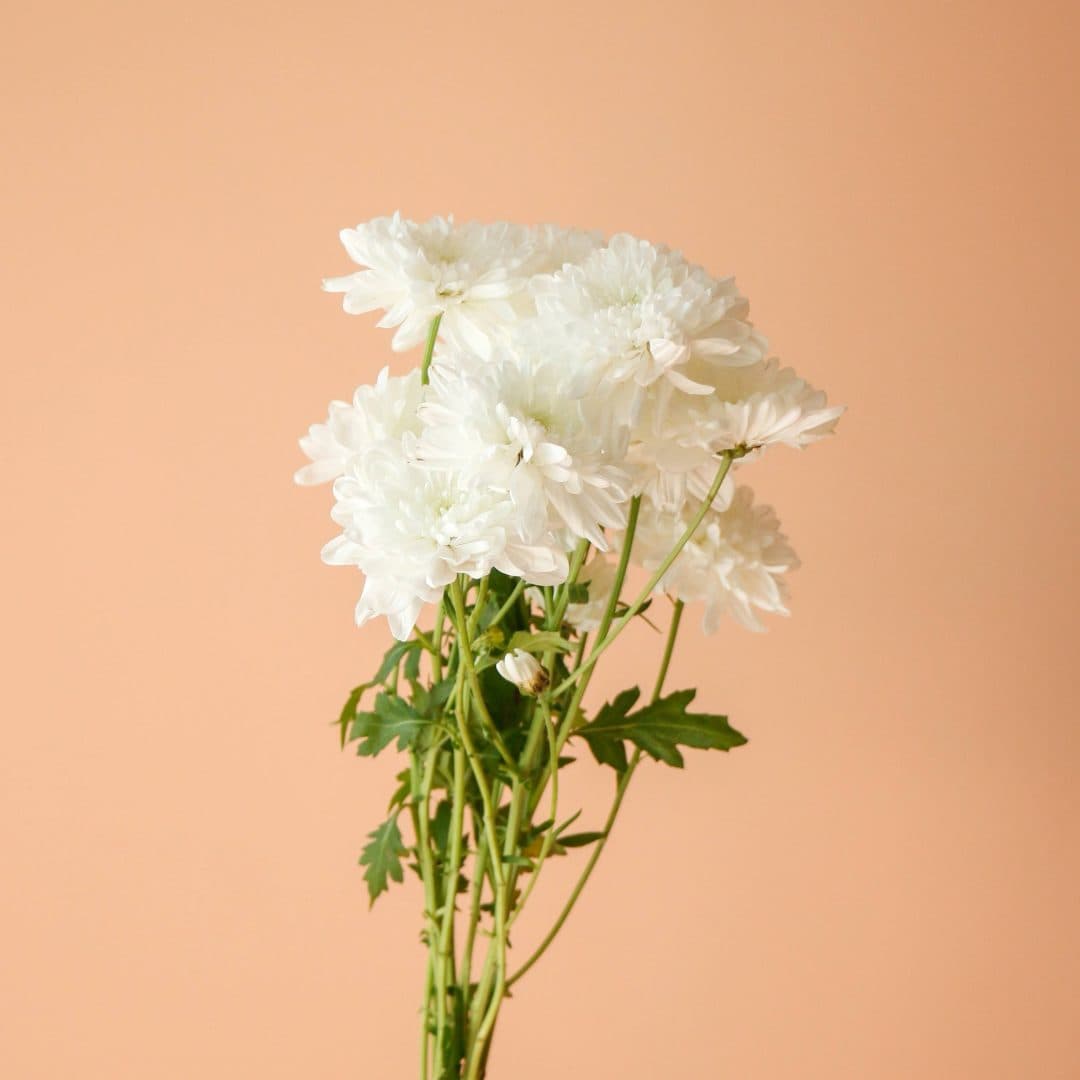 دسته گل شاخه‌ای داوودی سفید