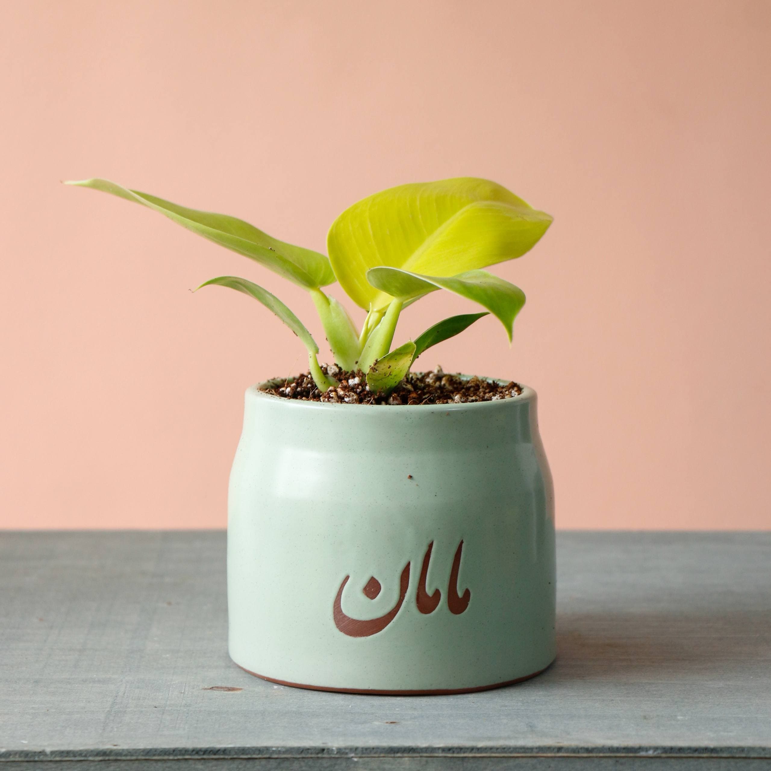 گلدان سرامیکی مامان فیلودندرون لیمویی