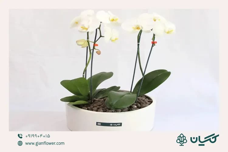 عکس گل برای مراسم ختم و ابراز همدردی