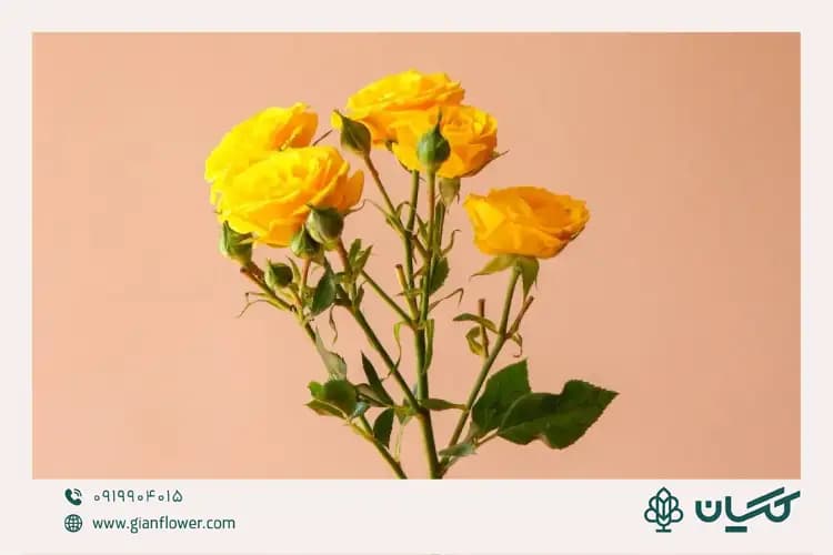 گل رز تک شاخه ای