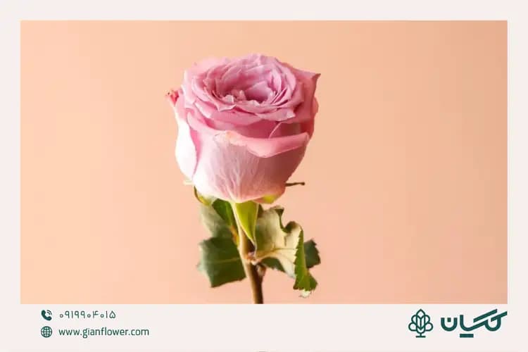 تزیین تک شاخه گل رز برای روز معلم