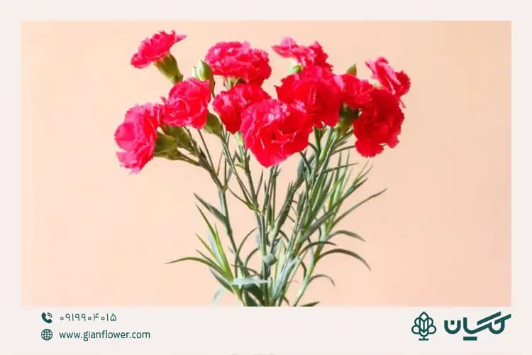 گل میخک و تزیین تک شاخه گل