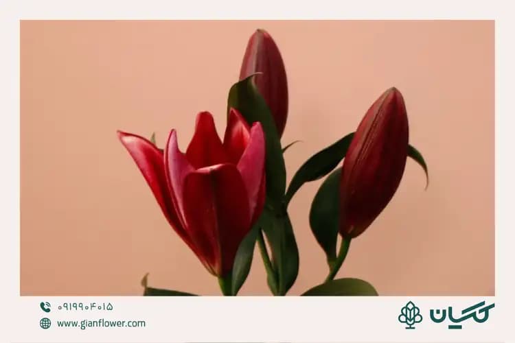 شاخه گل لیلیوم و تزیین آن