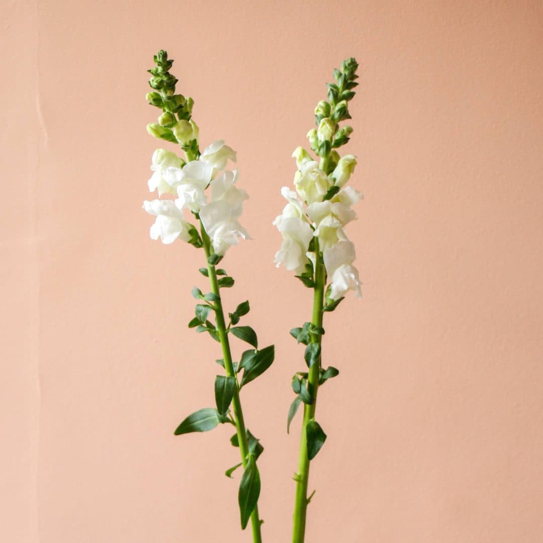 گل شاخهای میمون