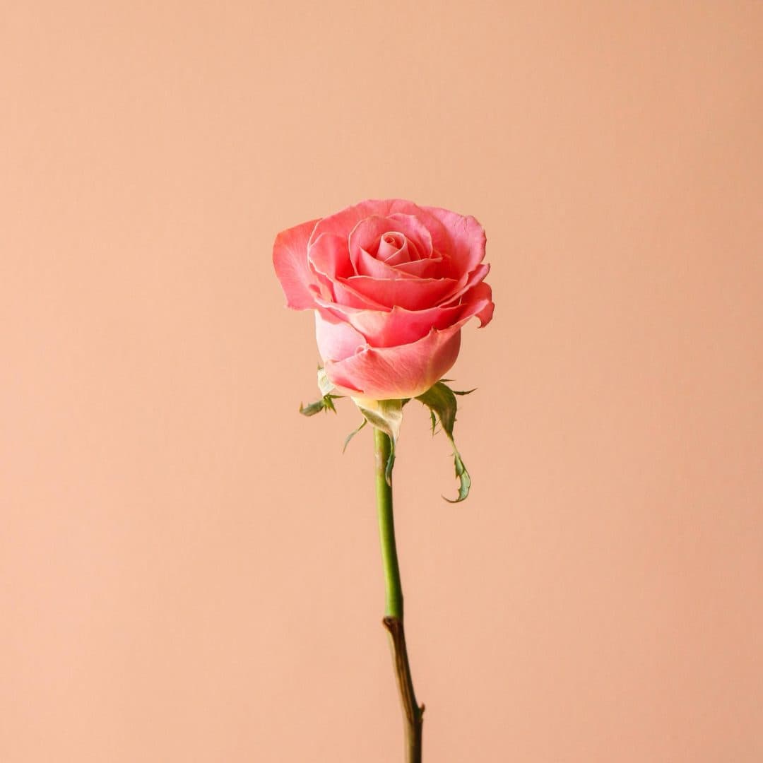 شاخه گل رز هلندی صورتی هرموسا