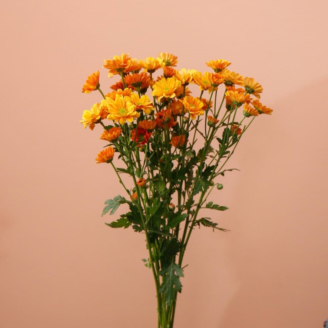 دسته گل داوودی مینیاتوری نارنجی