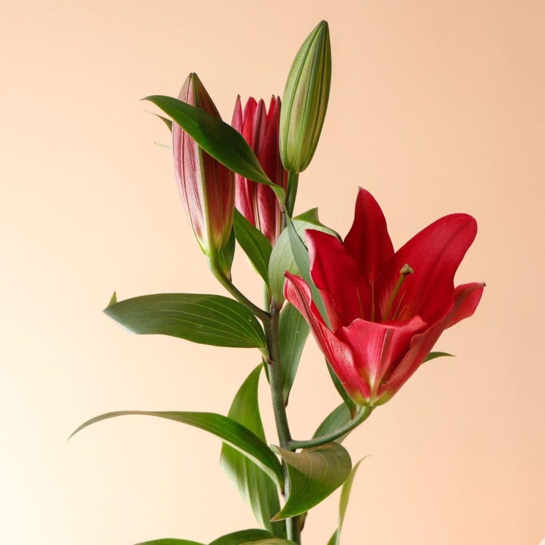 شاخه گل لیلیوم اورینتال سرخابی