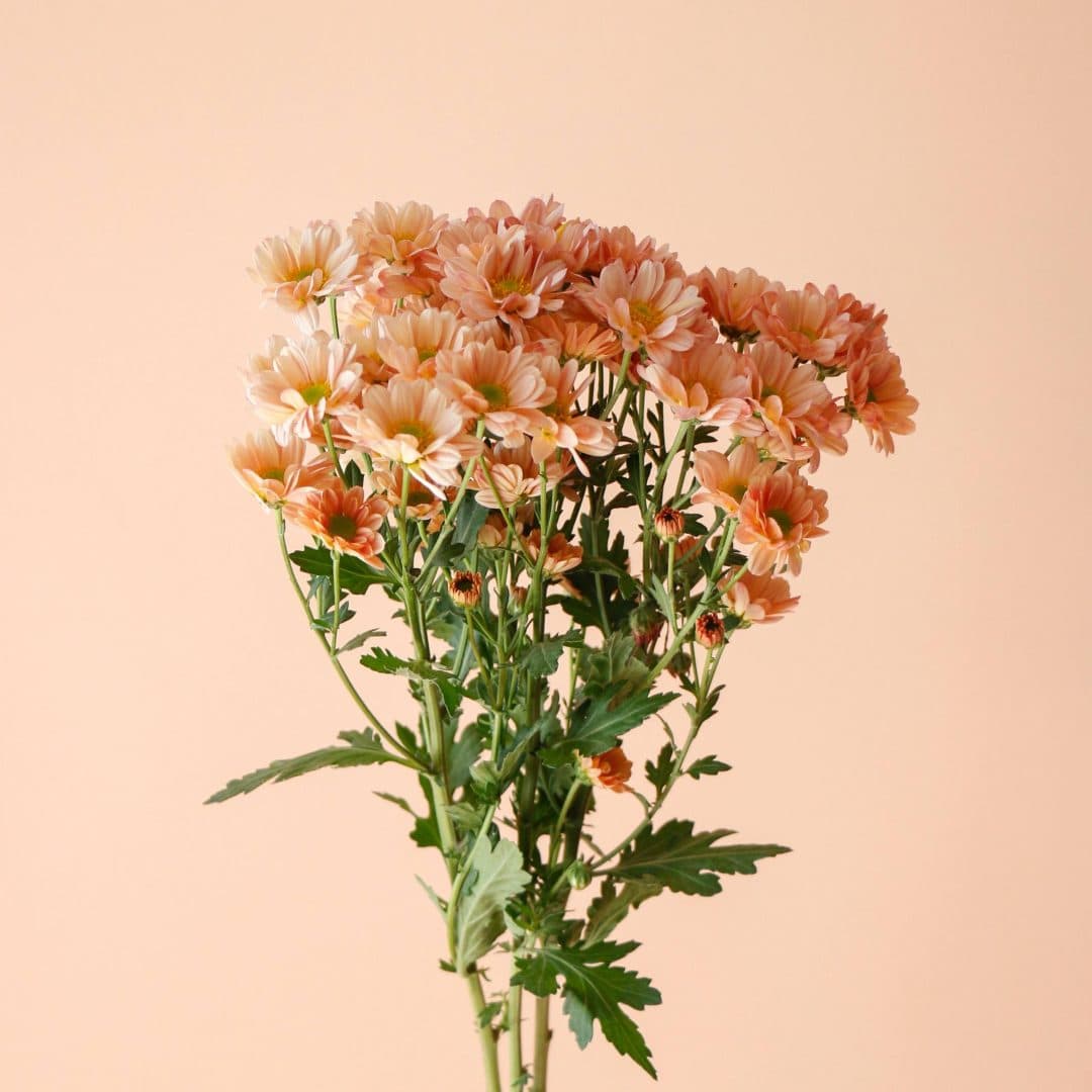 دسته گل داوودی مینیاتوری گلبهی