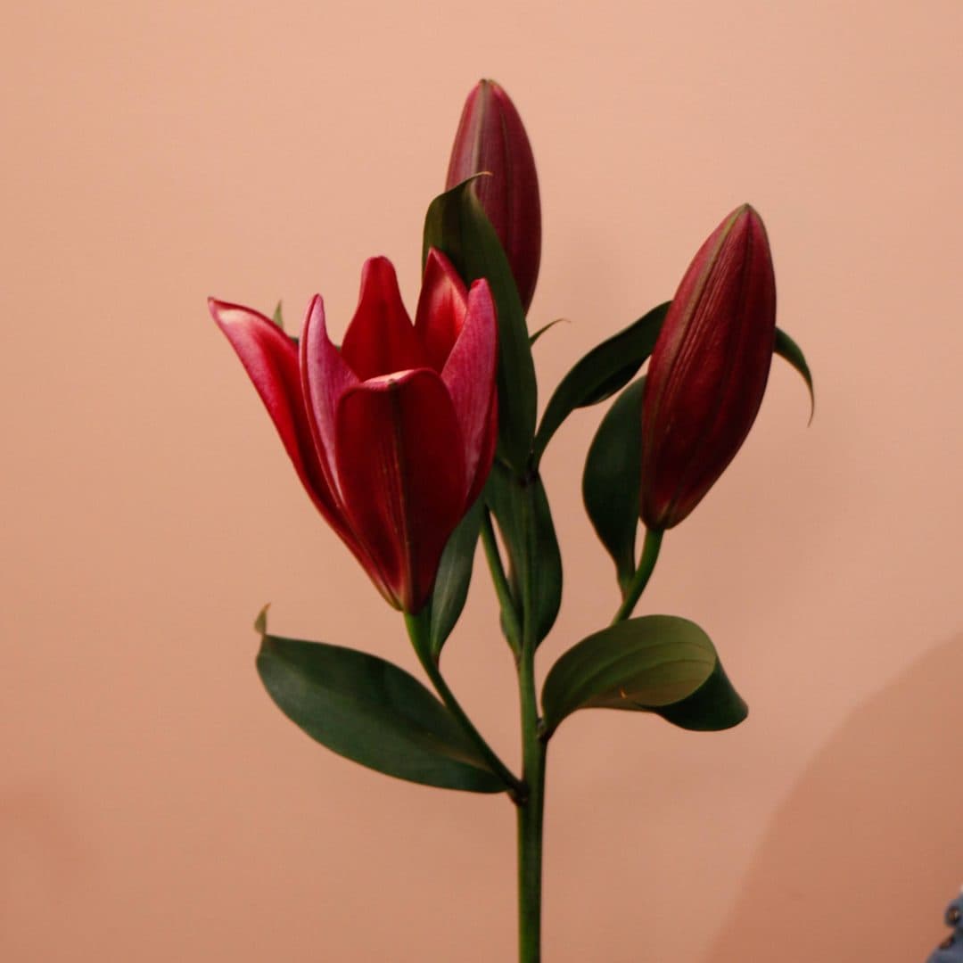 شاخه گل لیلیوم اورینتال سماقی