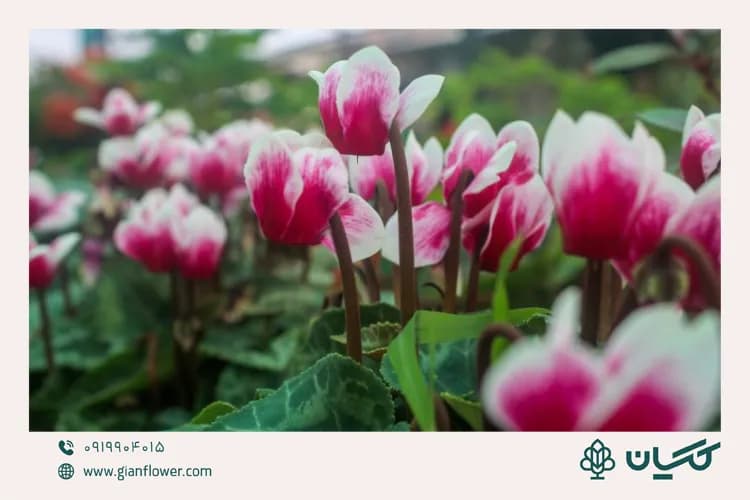 سیکلامن؛ گل زمستانی محبوب و مناسب فضای خنک