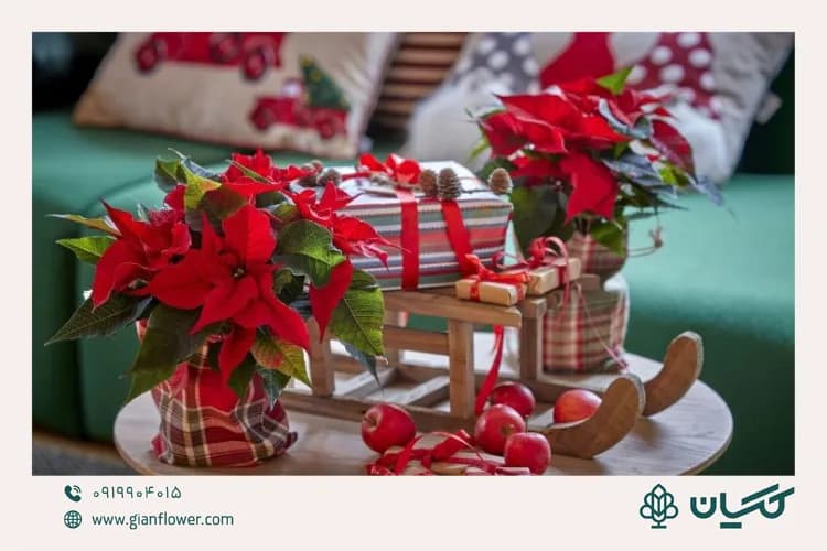 بنت قنسول (پوینستیا)؛ معروفترین گل کریسمس