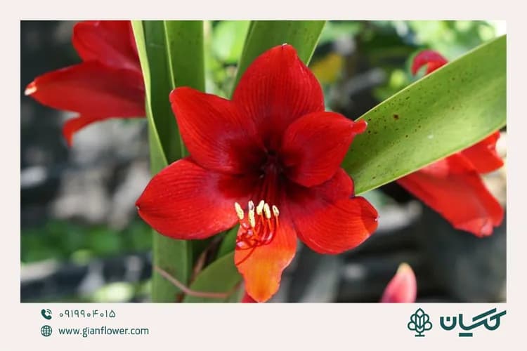 آماریلیس؛ هدیه چشمگیر و لاکچری برای کریسمس