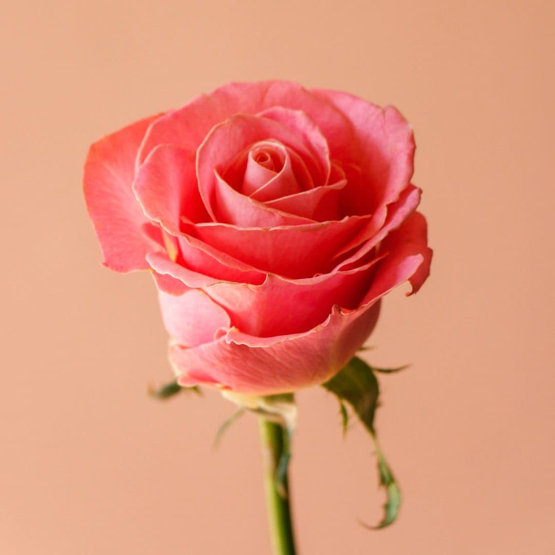 شاخه گل رز هلندی صورتی هرموسا — تصویر 2