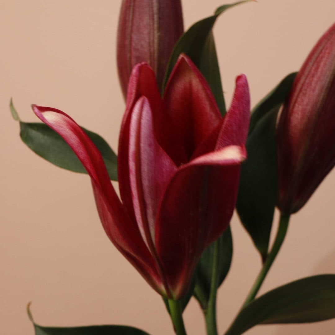 شاخه گل لیلیوم اورینتال سماقی — تصویر 3